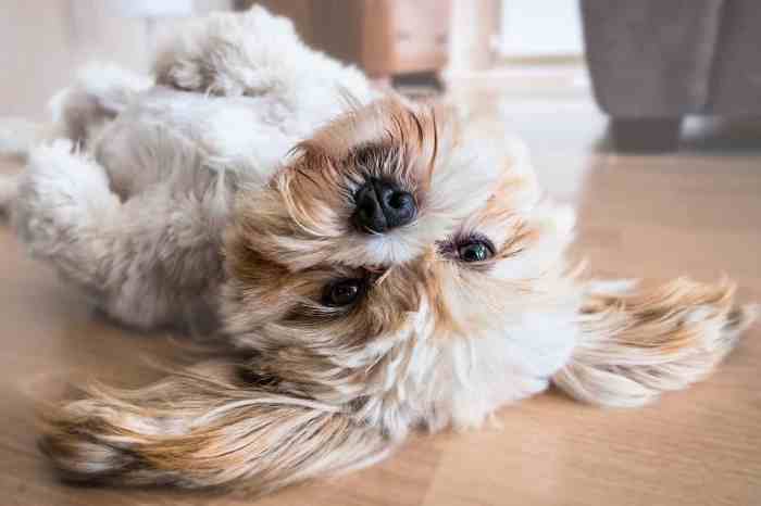 The 9-Step Guide to Diagnosing Your Dog's Upset Stomach