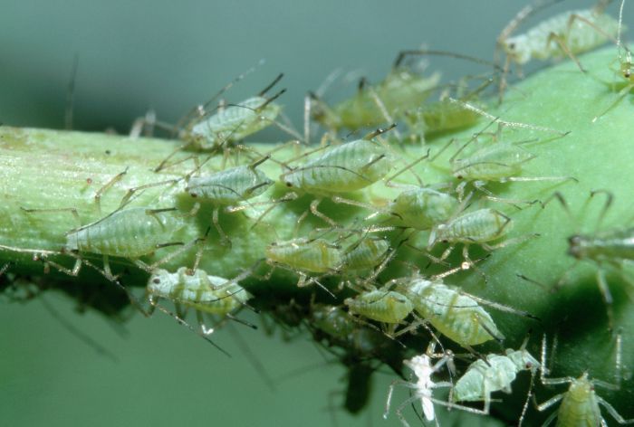 How to Identify and Diagnose 9 Common Houseplant Pests