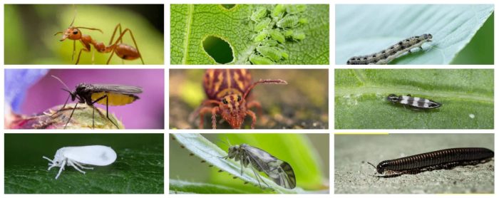 How to Identify and Diagnose 8 Common Garden Pests