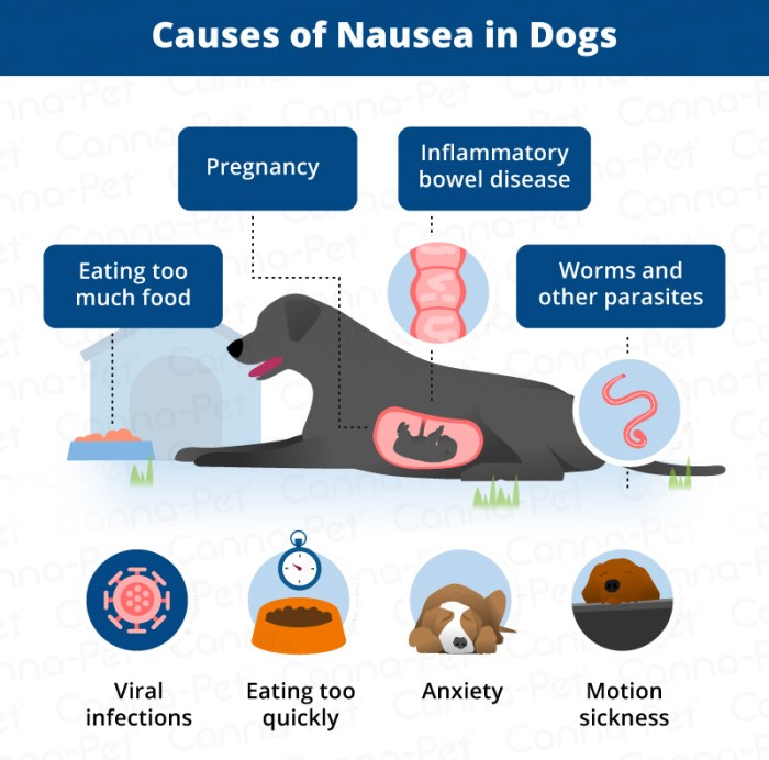 The 9-Step Guide to Diagnosing Your Dog's Upset Stomach