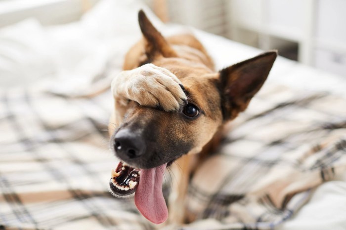 The 9-Step Guide to Diagnosing Your Dog's Upset Stomach