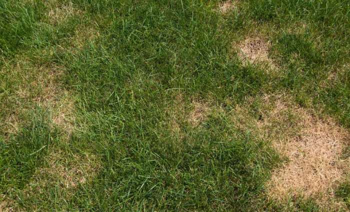 How to Identify and Diagnose 9 Common Lawn Diseases