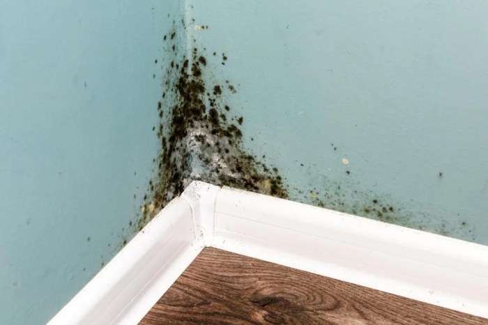 10 Signs Your House Has a Mold Problem