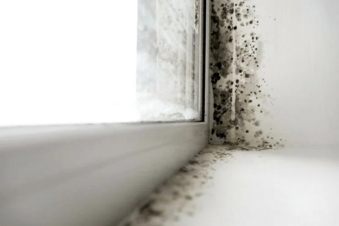 10 Signs Your House Has a Mold Problem