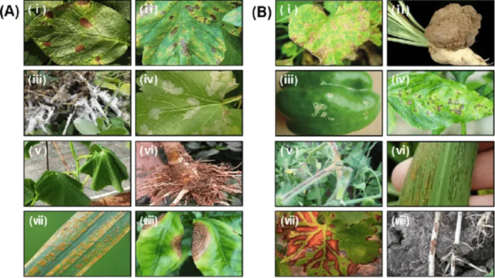 How to Identify and Diagnose 9 Common Garden Fungal Diseases