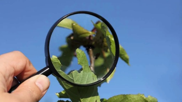 How to Identify and Diagnose 8 Common Garden Pests