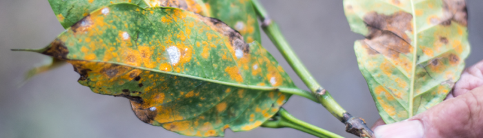 How to Identify and Diagnose 9 Common Garden Fungal Diseases