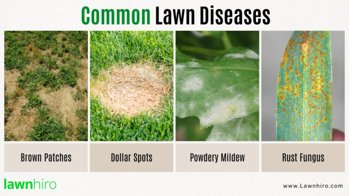 Lawn diseases grass disease attacking top may