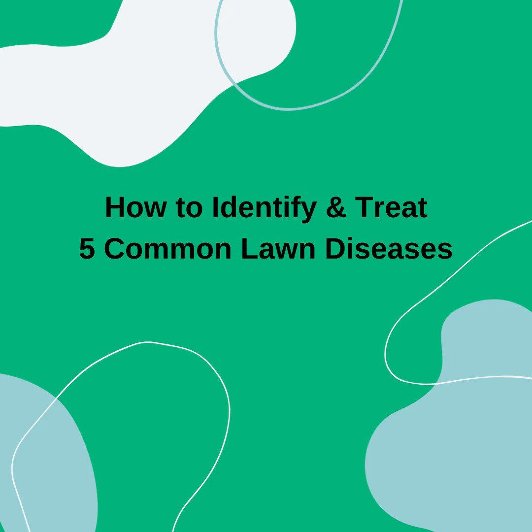 How to Identify and Diagnose 9 Common Lawn Diseases