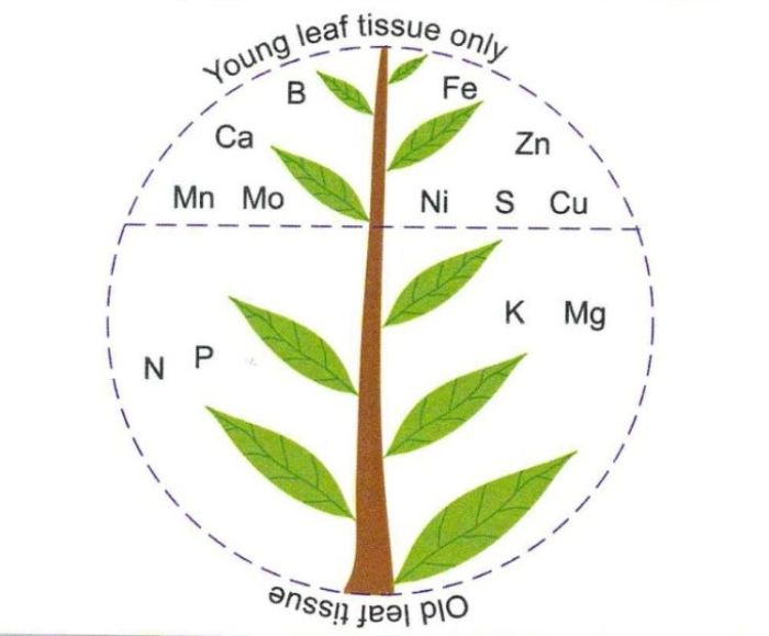 How to Diagnose a Plant's Nutrient Deficiency (6 Key Symptoms)