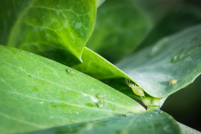 How to Identify and Diagnose 9 Common Houseplant Pests