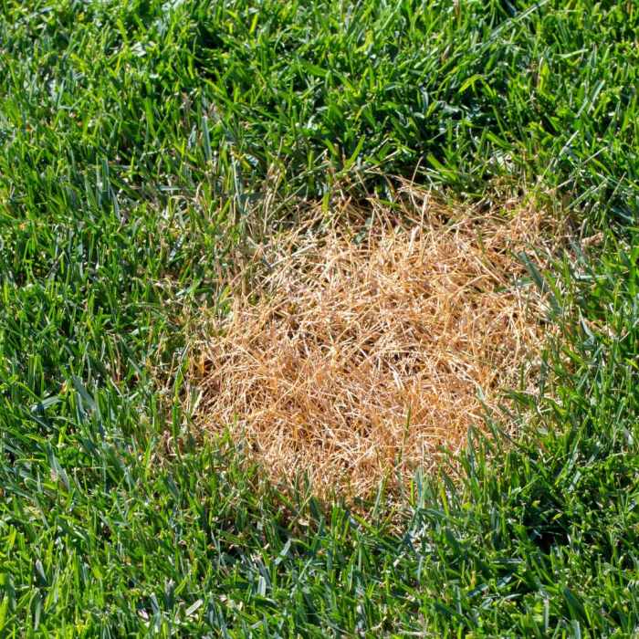 How to Identify and Diagnose 9 Common Lawn Diseases