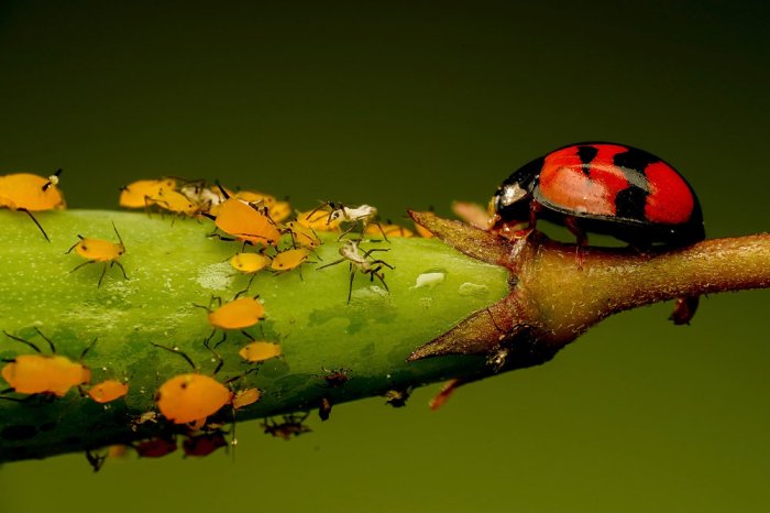 How to Identify and Diagnose 8 Common Garden Pests