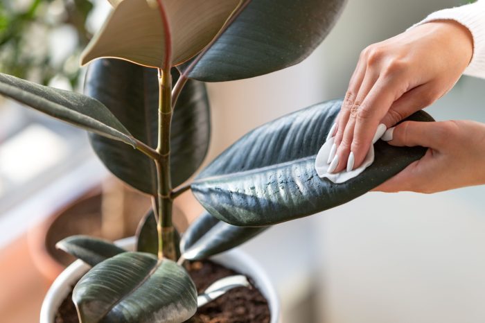 How to Identify and Diagnose 9 Common Houseplant Pests