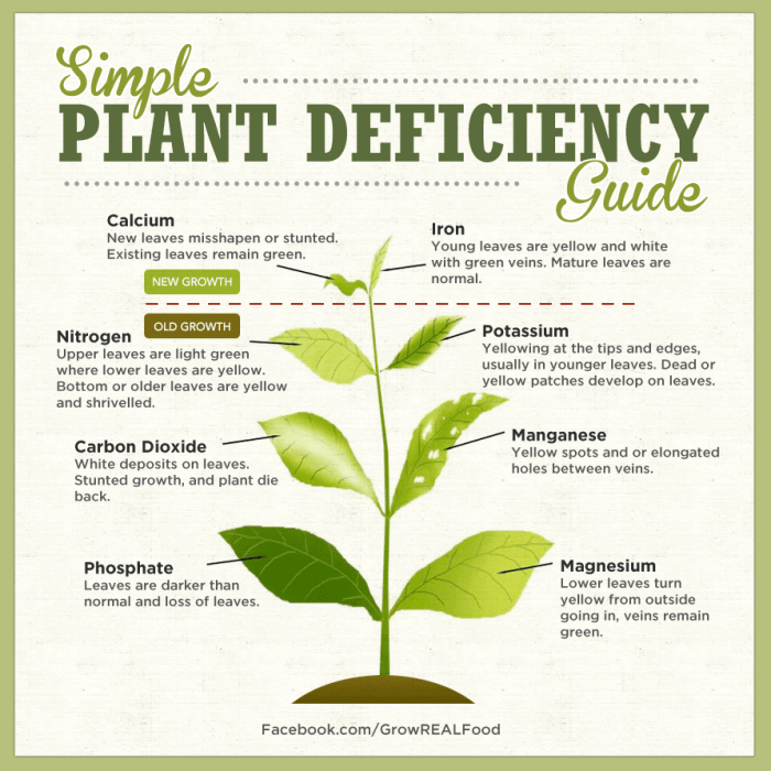 Plant nutrient deficiencies deficiency guide simple