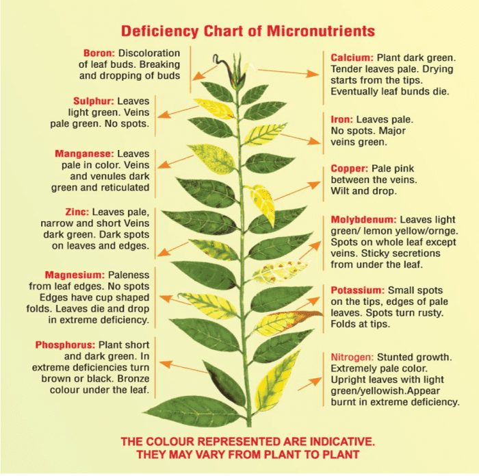 Plants deficiency nutrient gardening plant symptoms deficiencies guide visual problems identification stackexchange saved